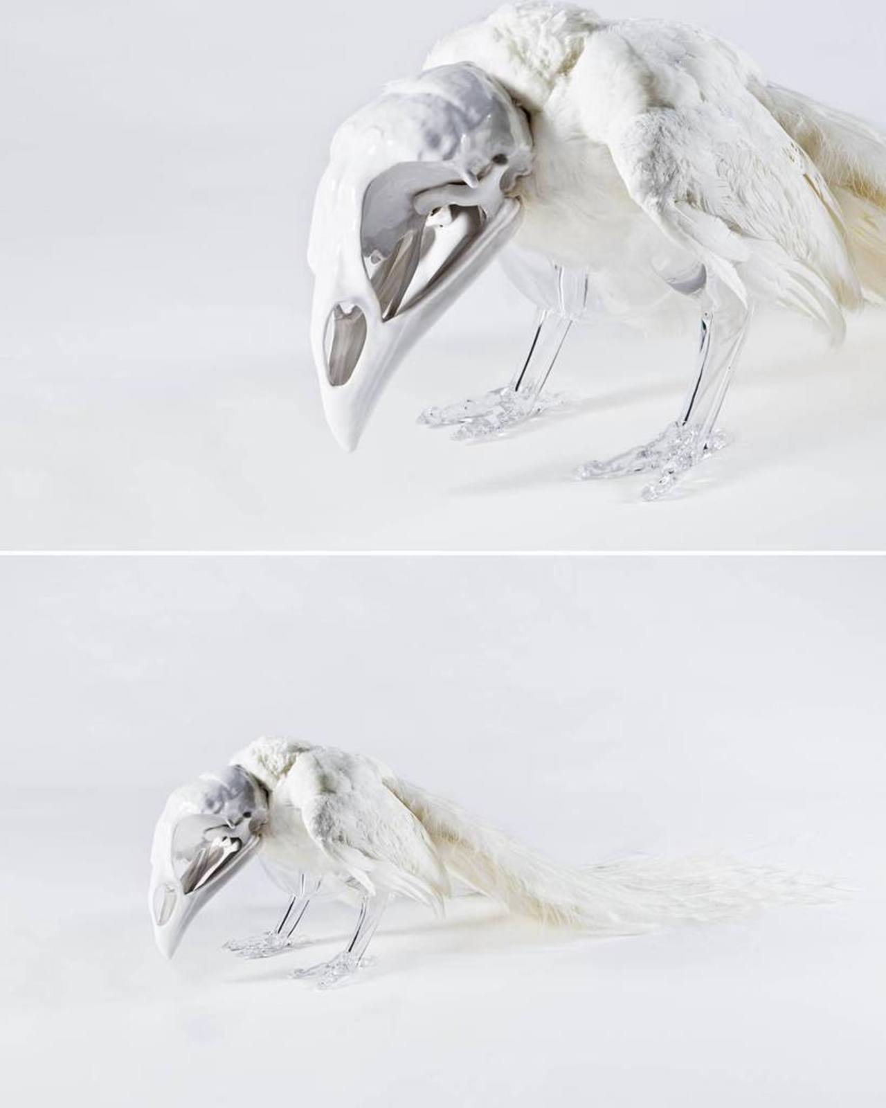 White #peacock #art #artificialCrossbreeding #glass #ceramics #taxidermy http://ift.tt/1Ks5iuW http://t.co/60zTGBYglz