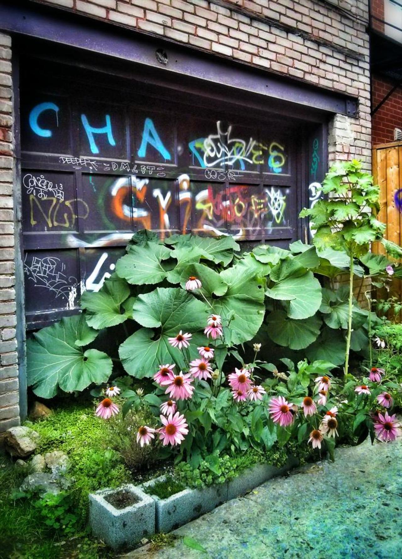 RT @Catjk68: Montreal in August.
#tbt #graffiti #streetart #urbanart http://t.co/BGsOrHJ3DW