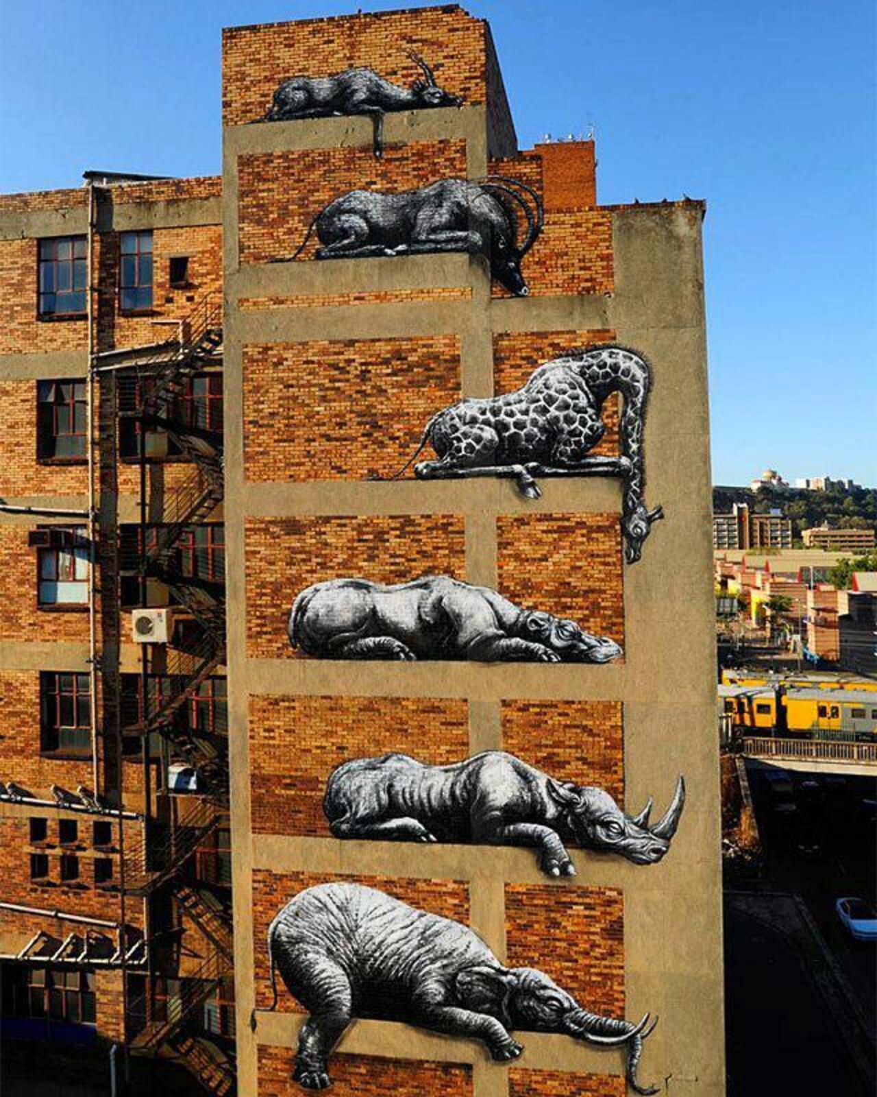 RT @StArtEverywhere: Love this work of roa in Johannesburg.

#streetart #streetarteverywhere #streetartphotography #graffiti #art #stree… http://t.co/Qe1b1NLC23