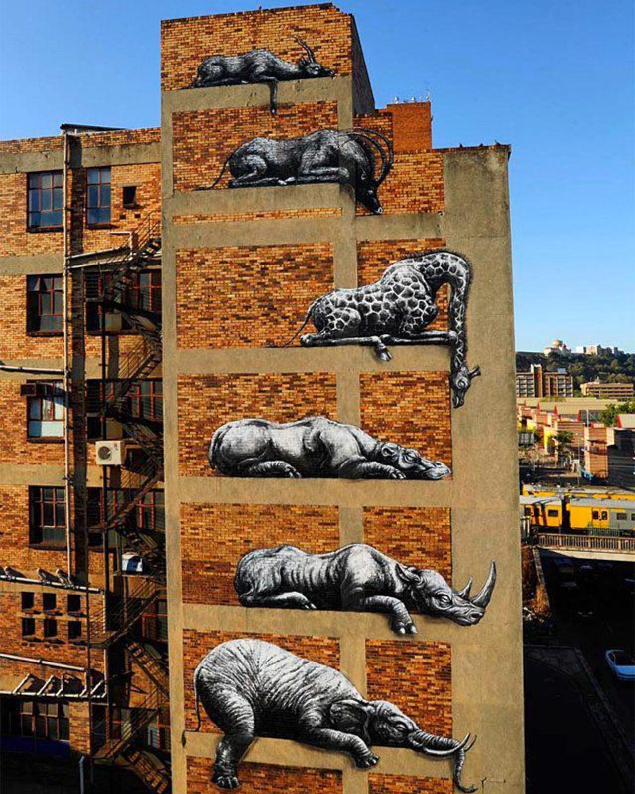 RT @StArtEverywhere: Love this work of roa in Johannesburg.

#streetart #streetarteverywhere #streetartphotography #graffiti #art #stree… http://t.co/Qe1b1NLC23