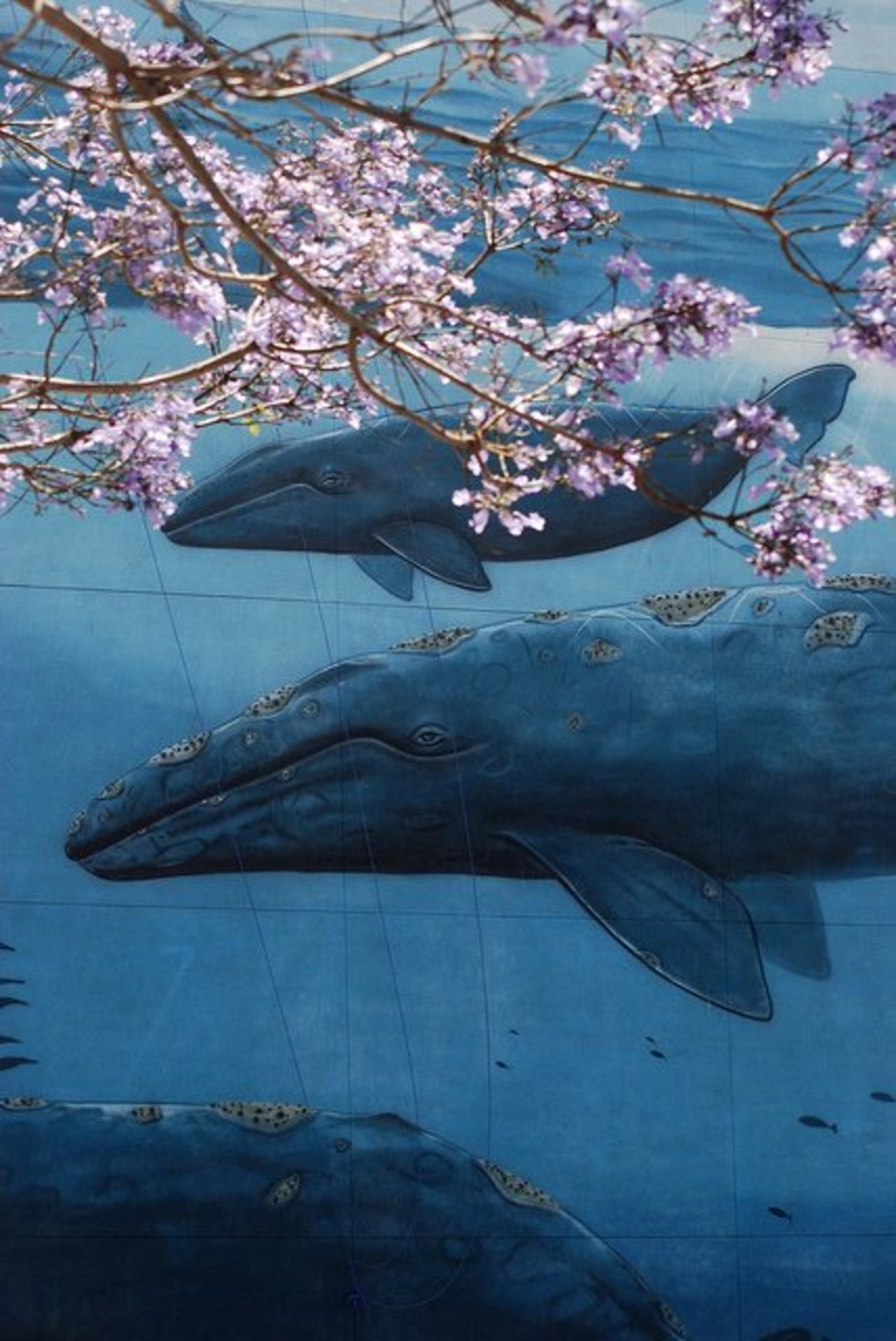 Whales in Spring  •  #streetart #graffiti #art #sakura #funky #dope . : https://t.co/N1FGVfhDya