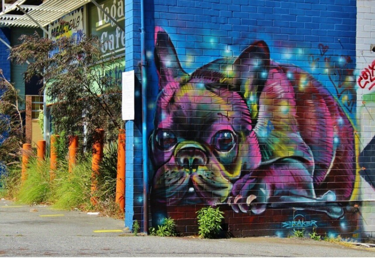 #switch #streetart of a #french #bulldog by #drewstraker in #perth #australia #graffiti #arte #art #bedifferent https://t.co/RQbRNkpLty