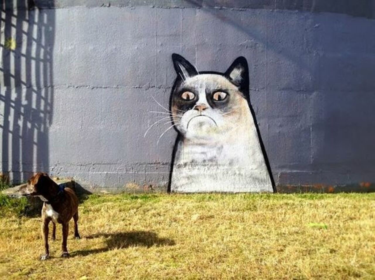 'Grumpy Cat' #Streetart in Auckland, New Zealand by Paul Walsh #Art https://t.co/wcAY44mqkC