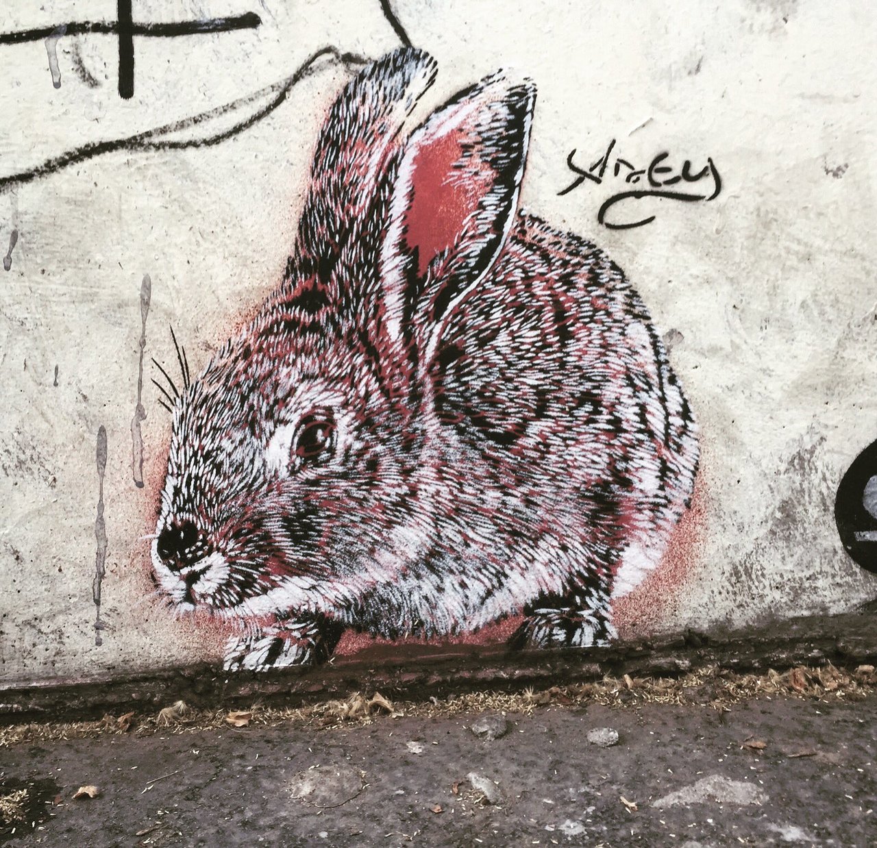 Follow the Rabbit by @AdeyWCA #adey  #pochoir #stencil #rabbit #streetart #graffiti #graff #spray #bombing https://t.co/BeogBcygNv