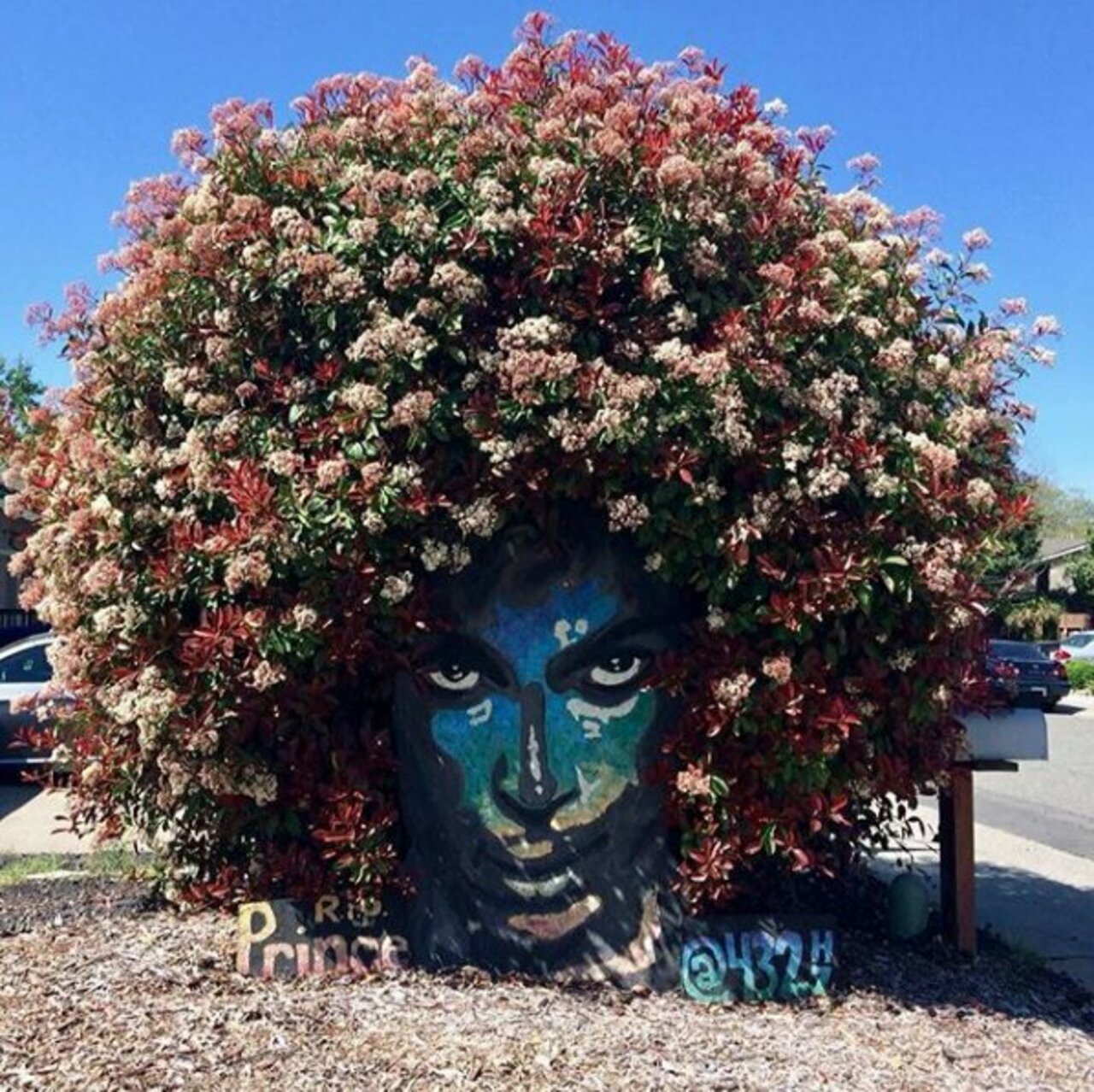 A tribute to Prince in full bloom, by 432HZ! -- #globalstreetart #streetart #art #graffiti https://t.co/gr23pFhWTj